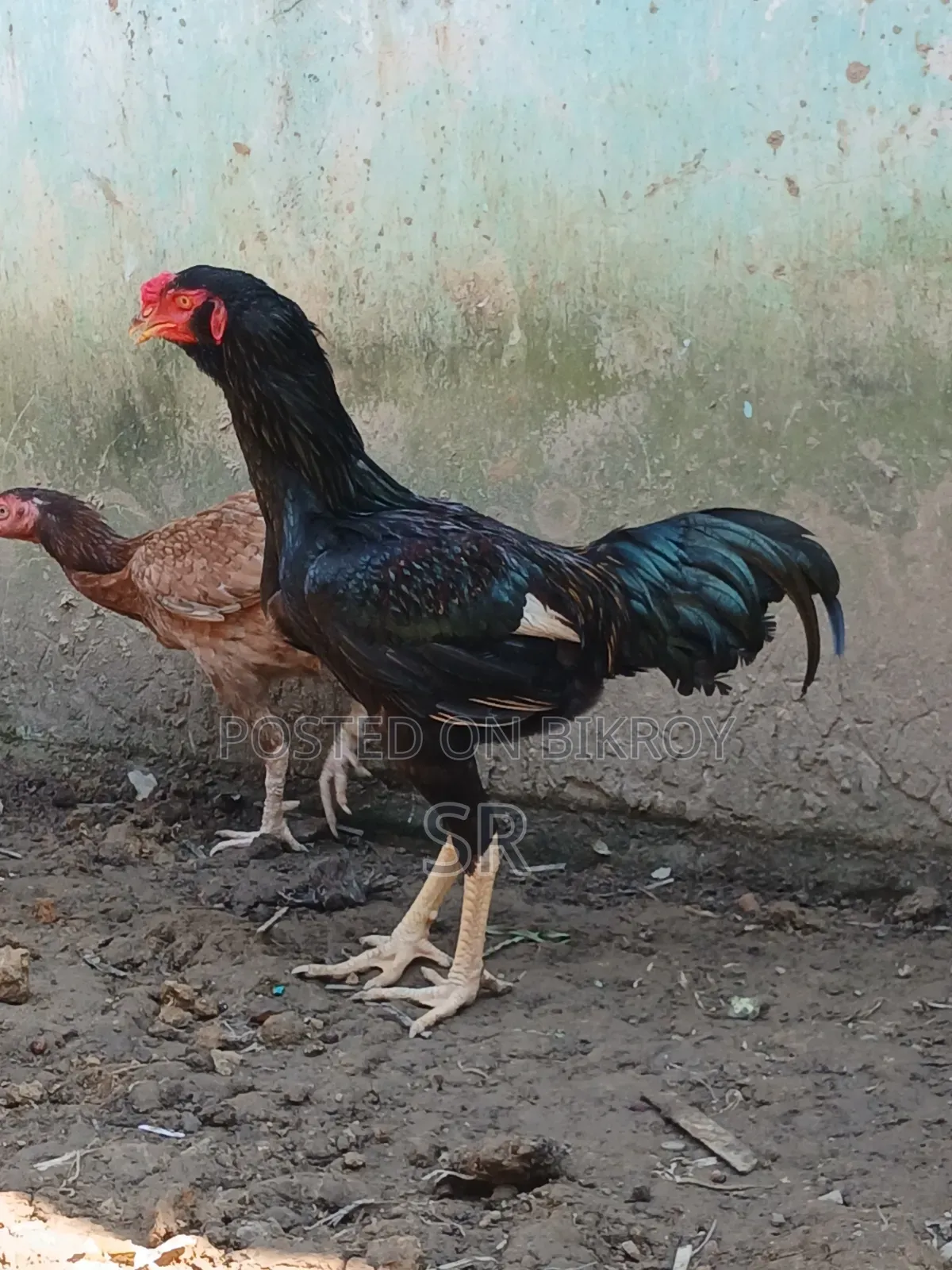 Sarali Rooster for Sale