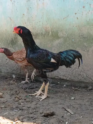 Sarali Rooster for Sale