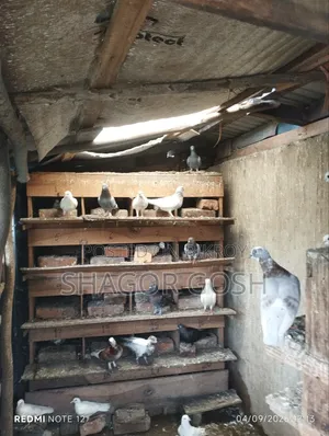 Pigeons will be sold together with the coop