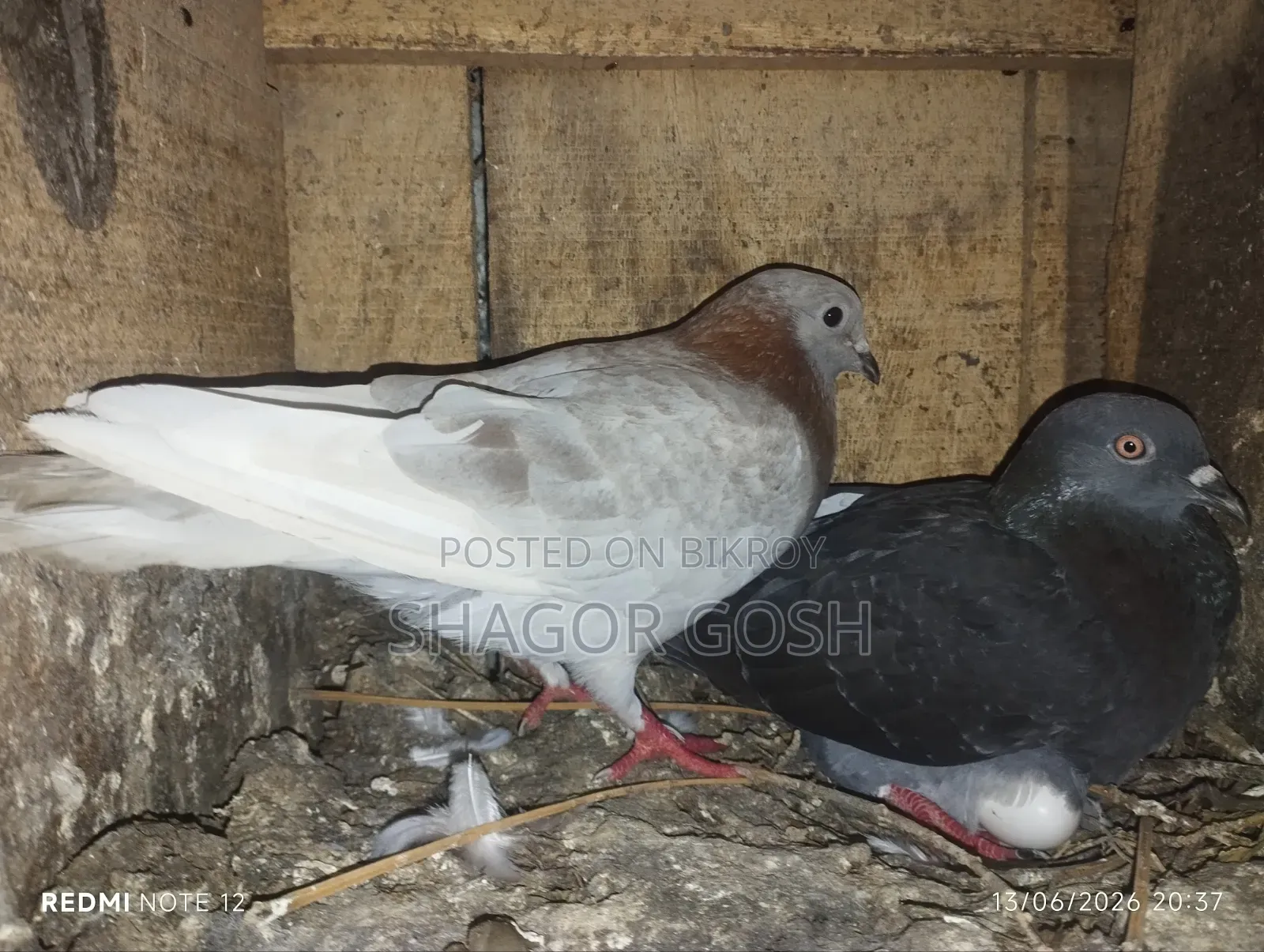 Pigeons will be sold together with the coop