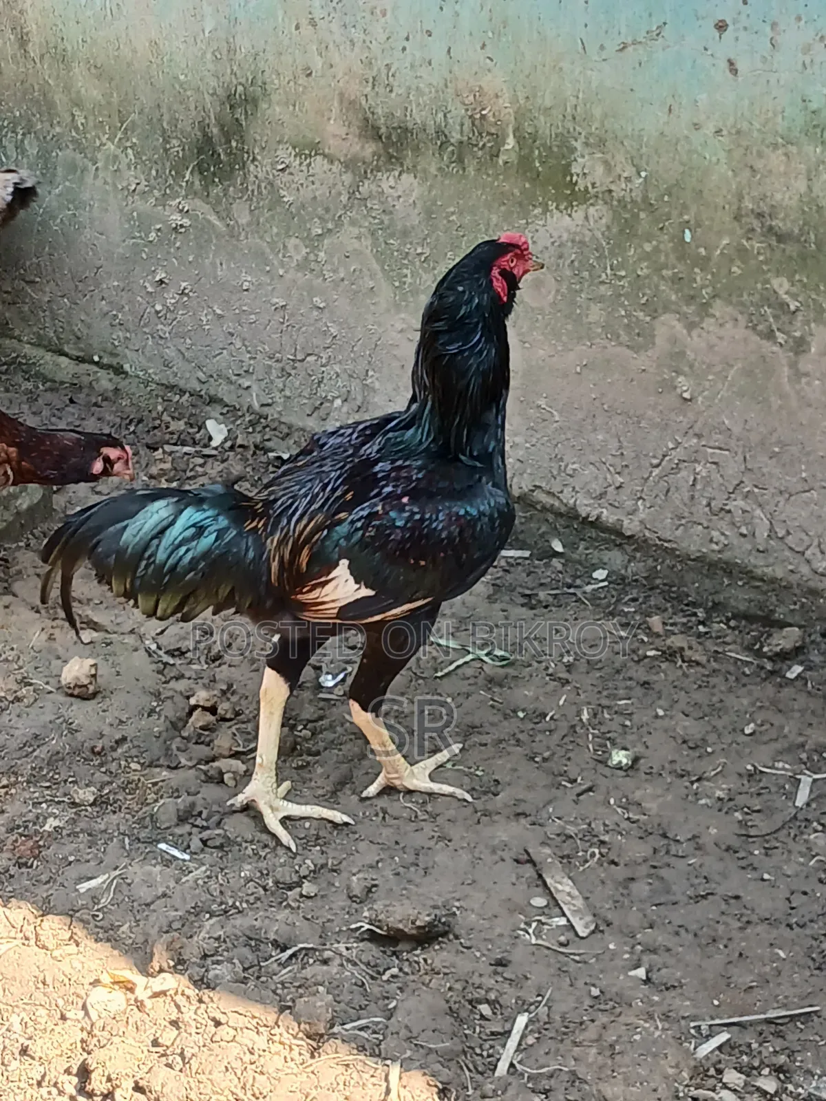 Sarali Rooster for Sale