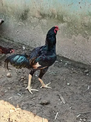 Sarali Rooster for Sale