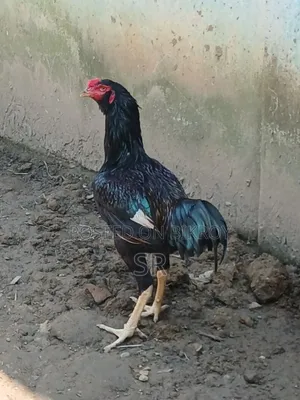 Sarali Rooster for Sale