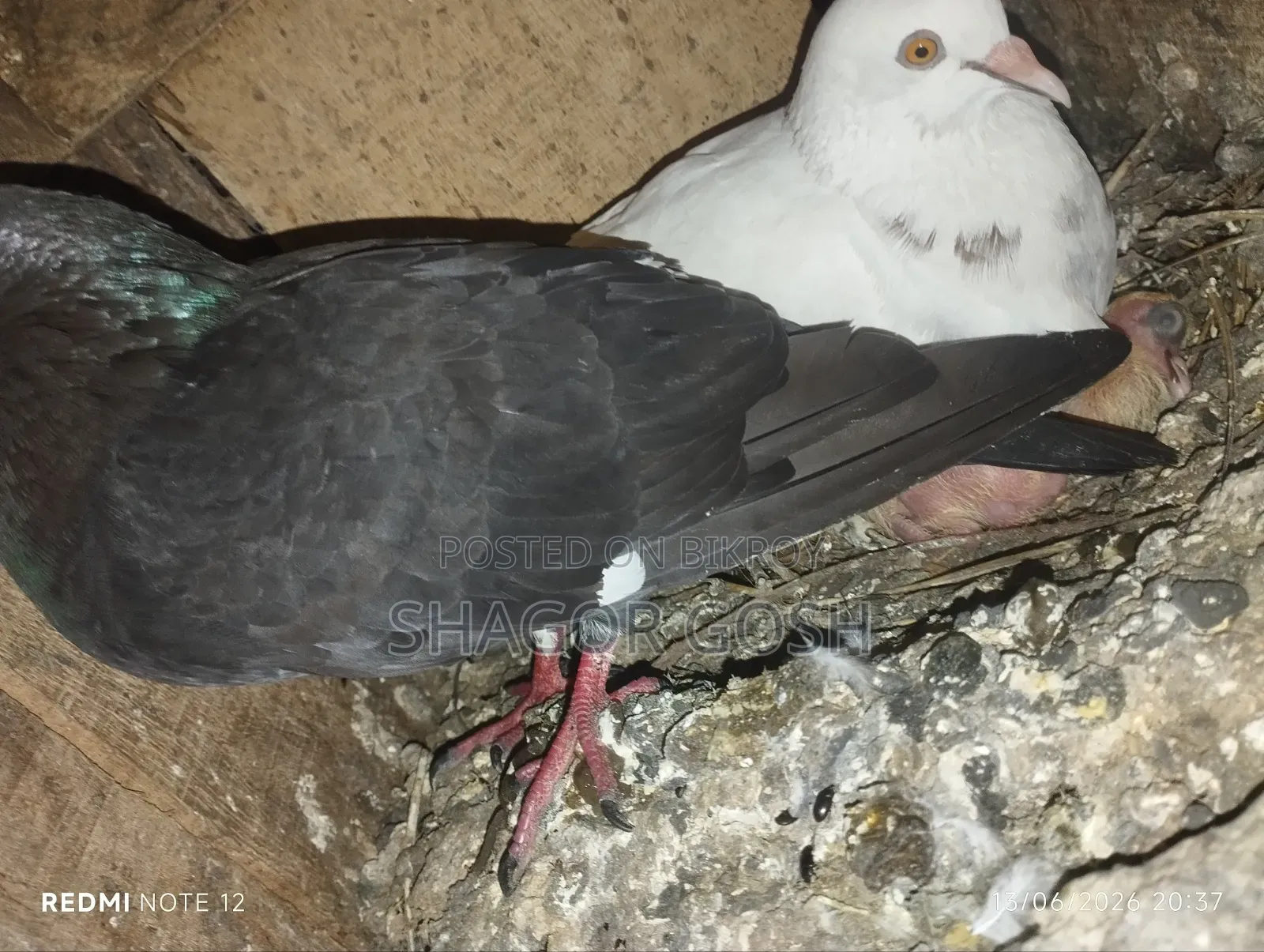 Pigeons will be sold together with the coop