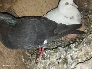 Pigeons will be sold together with the coop