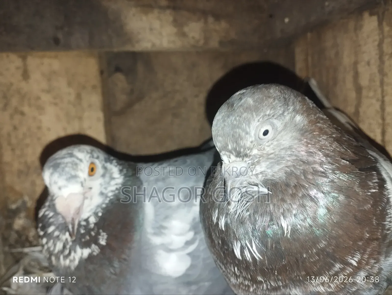 Pigeons will be sold together with the coop