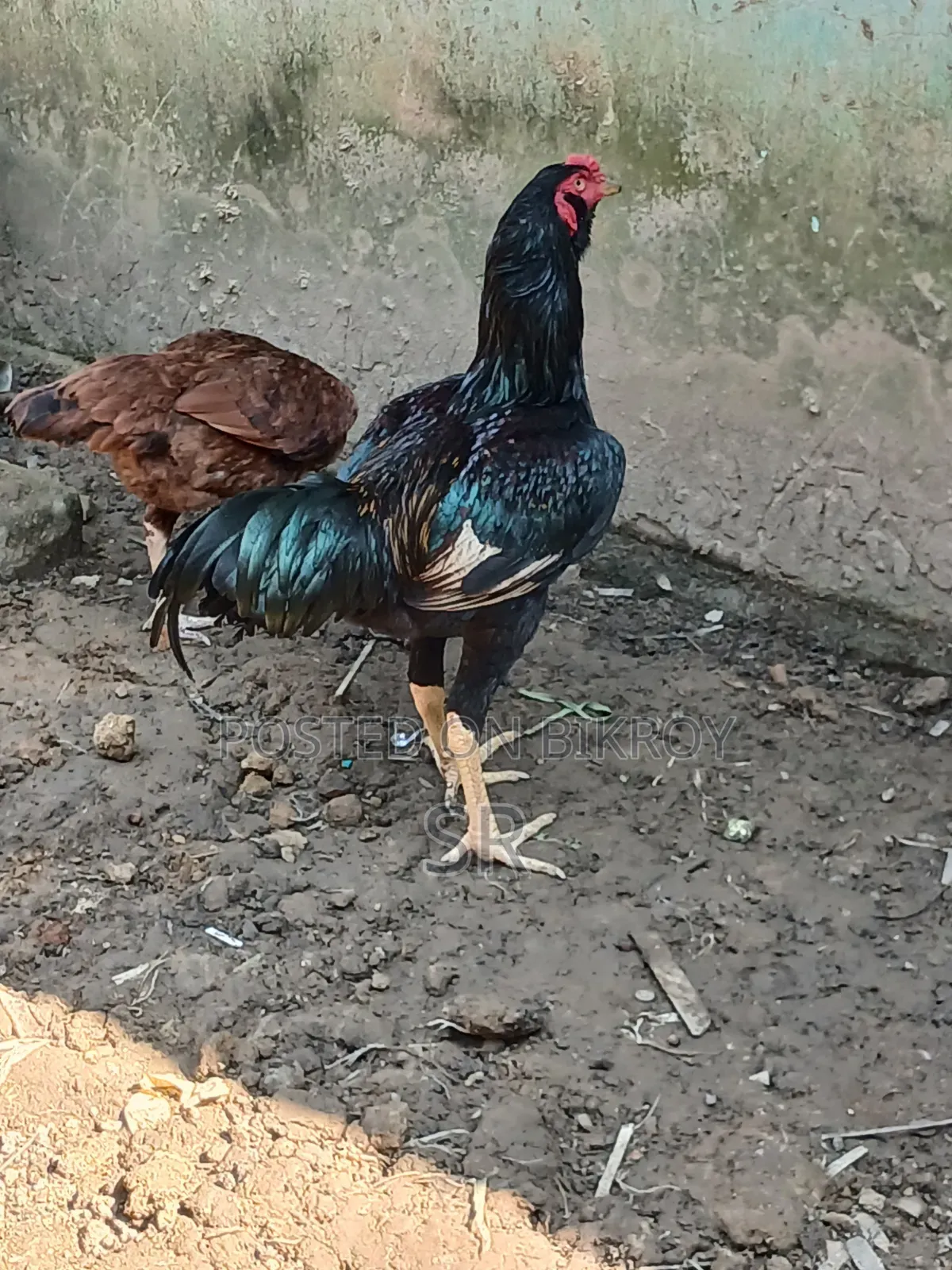Sarali Rooster for Sale