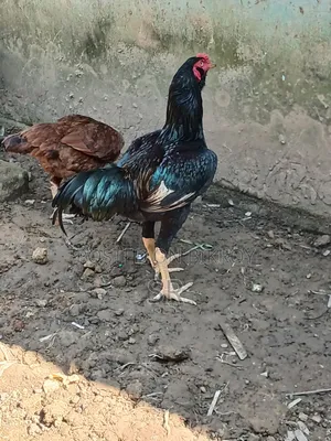 Sarali Rooster for Sale