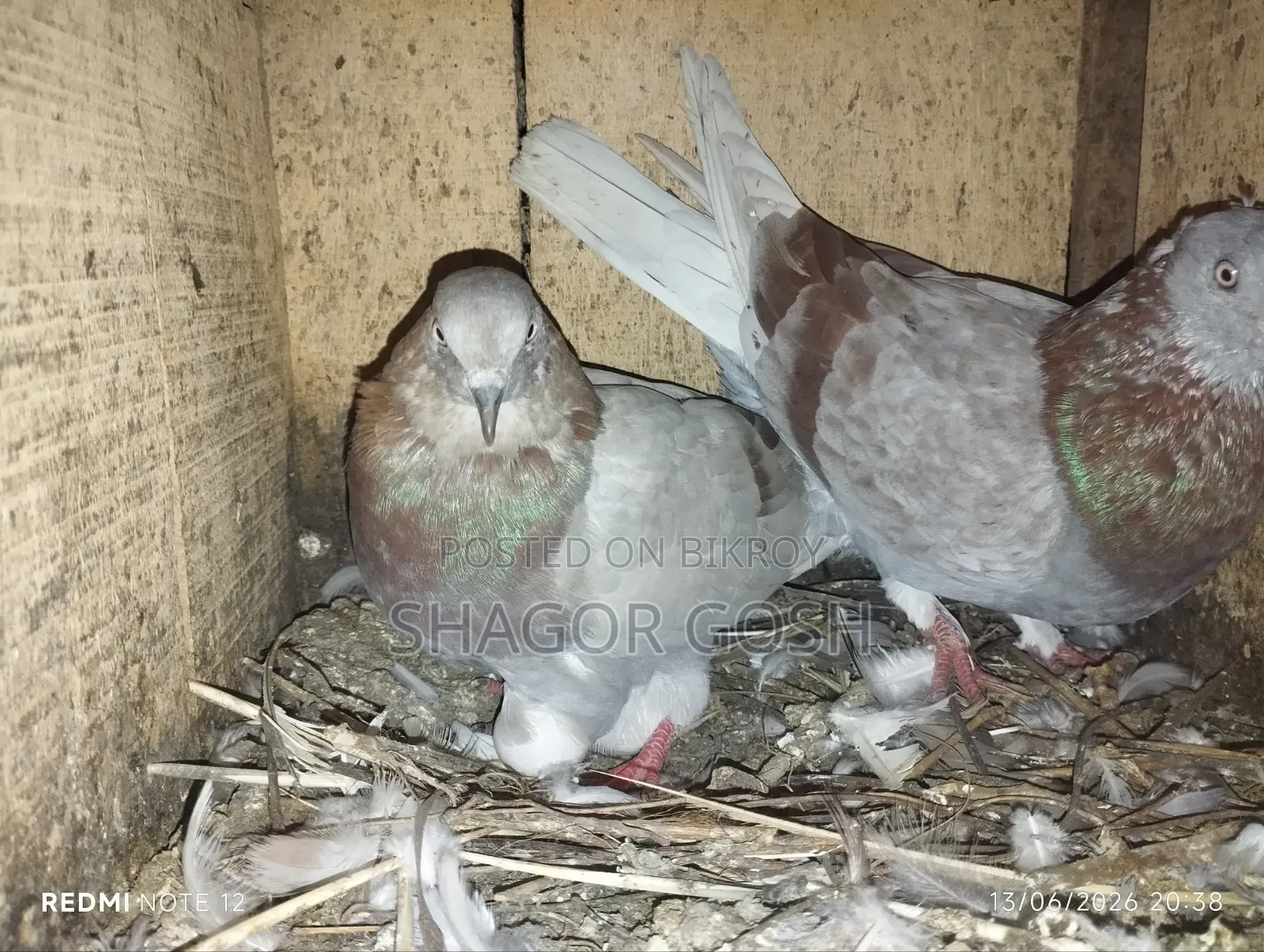 Pigeons will be sold together with the coop