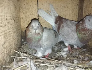 Pigeons will be sold together with the coop