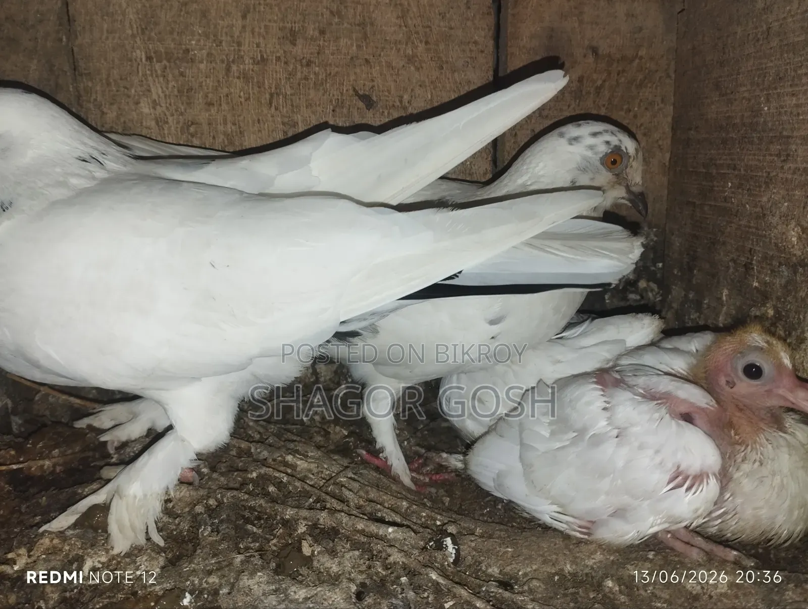 Pigeons will be sold together with the coop