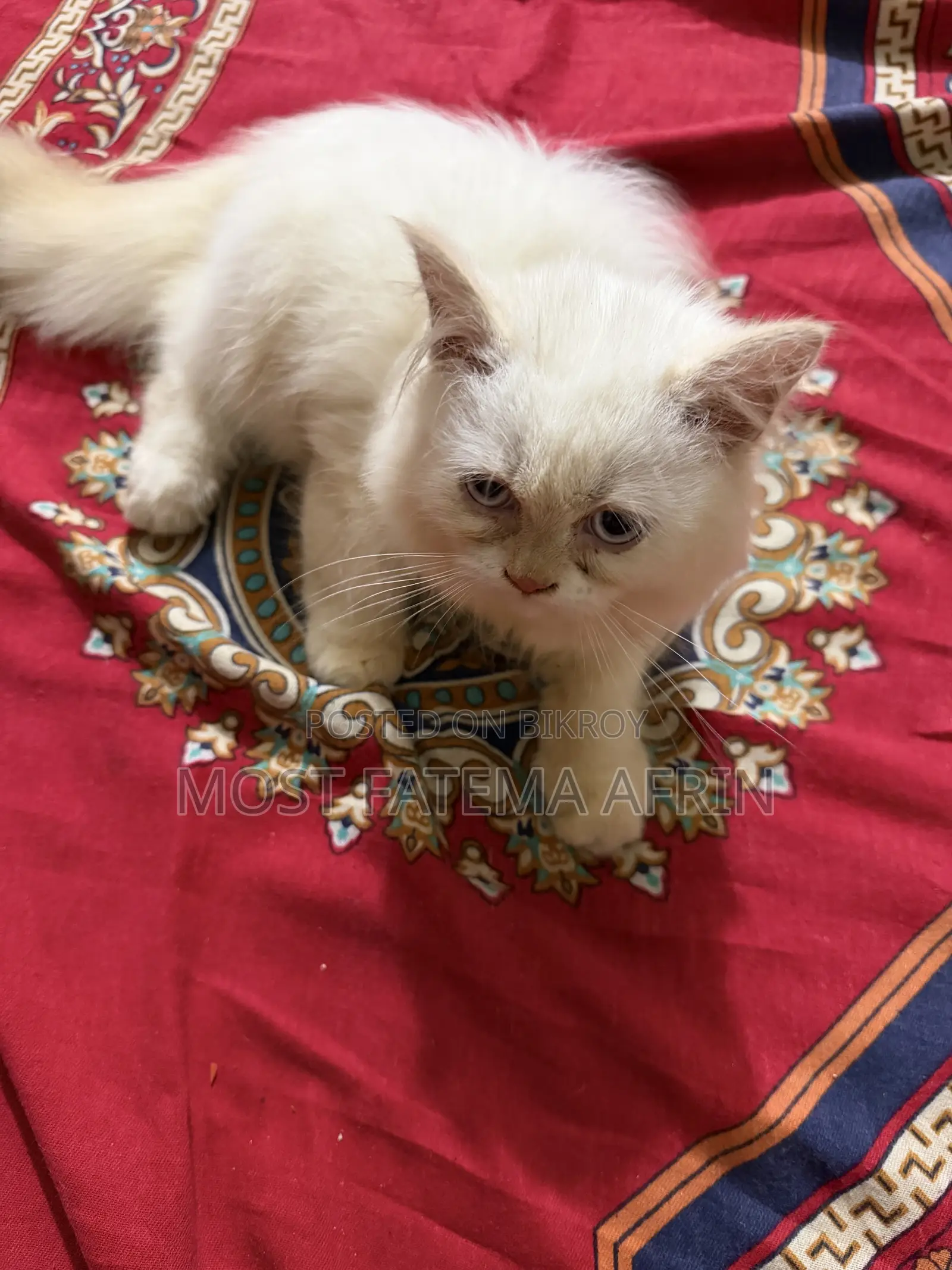 0-1 month Male Purebred Bengal