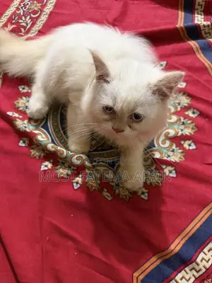0-1 month Male Purebred Bengal