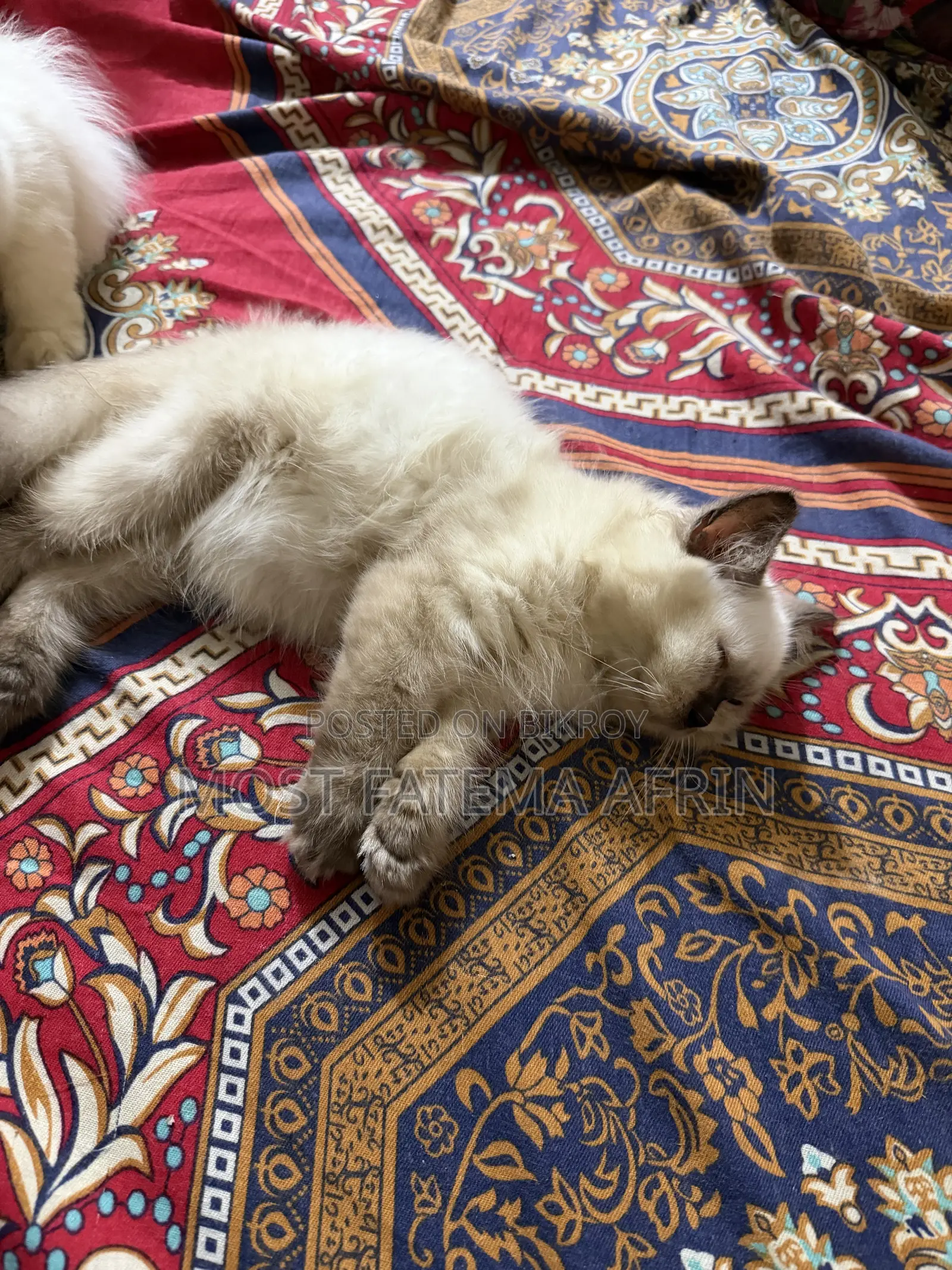 0-1 month Male Purebred Bengal
