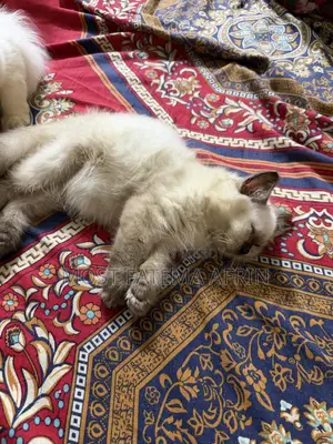 0-1 month Male Purebred Bengal