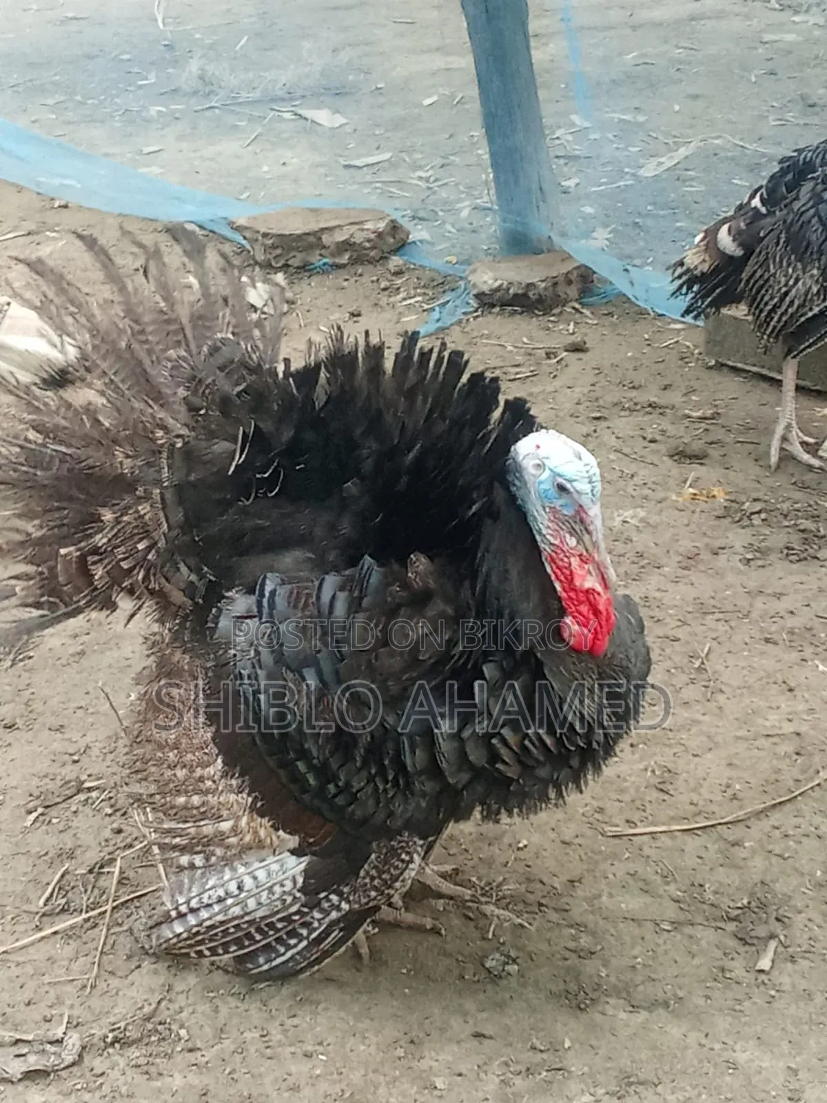 Good quality turkey chicken