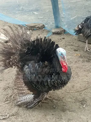 Good quality turkey chicken