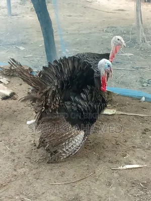 Good quality turkey chicken