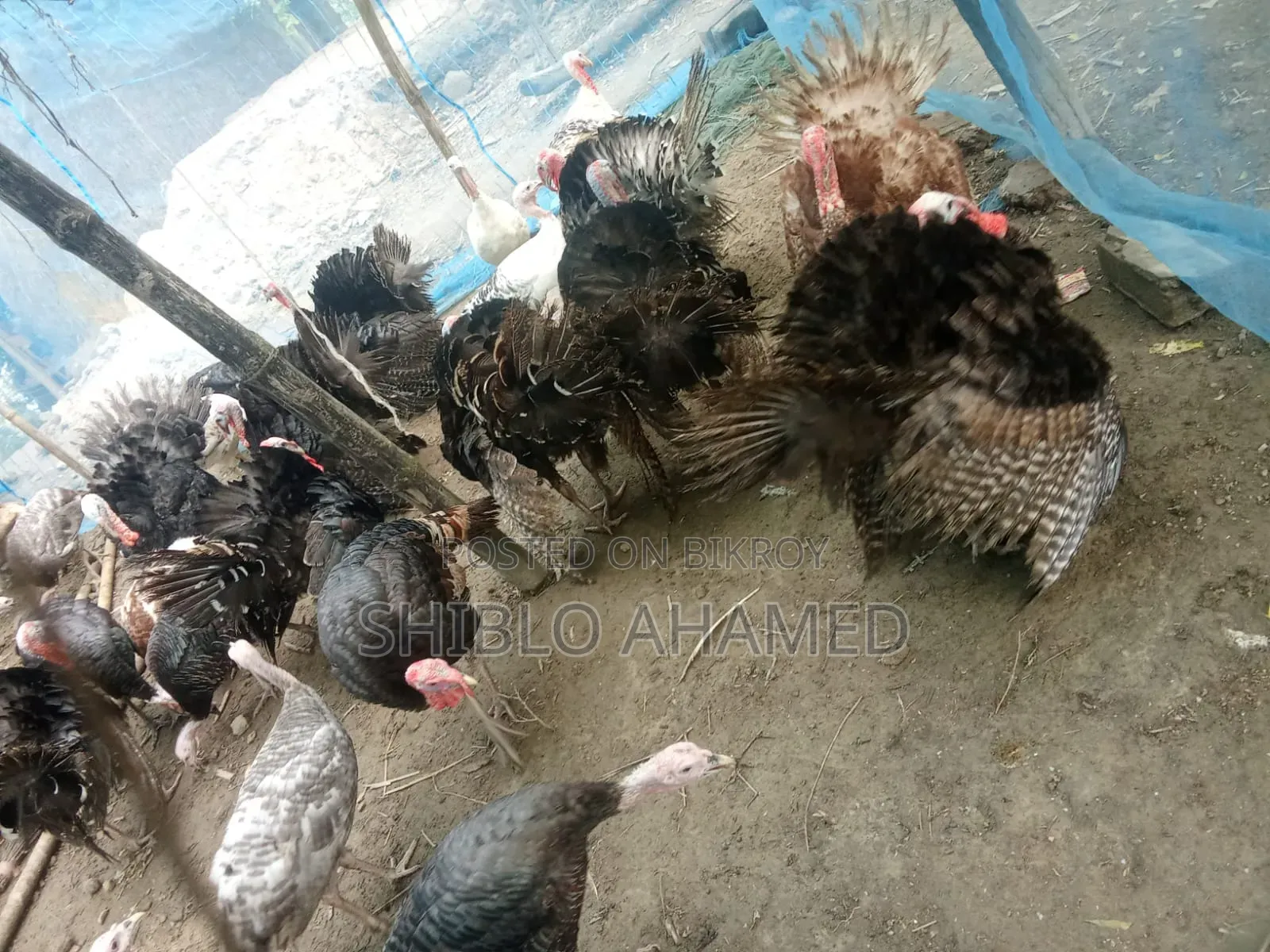 Good quality turkey chicken