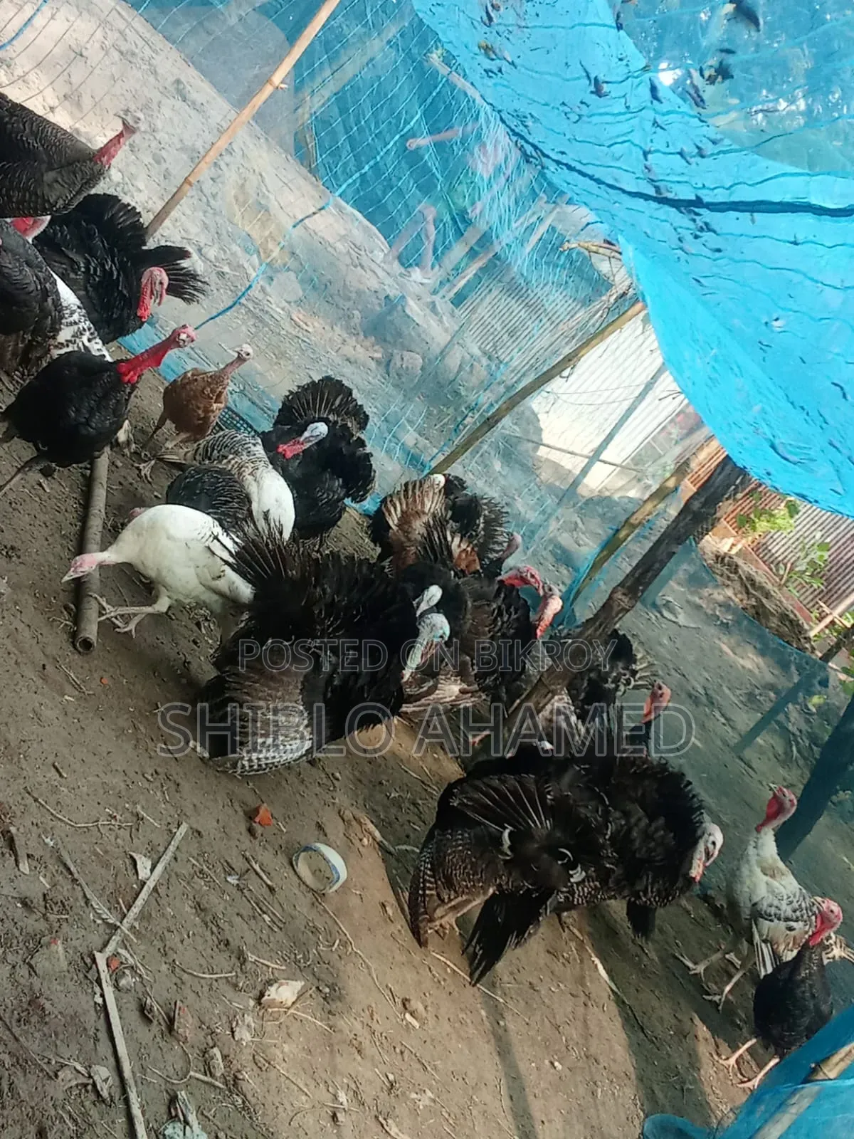 Good quality turkey chicken