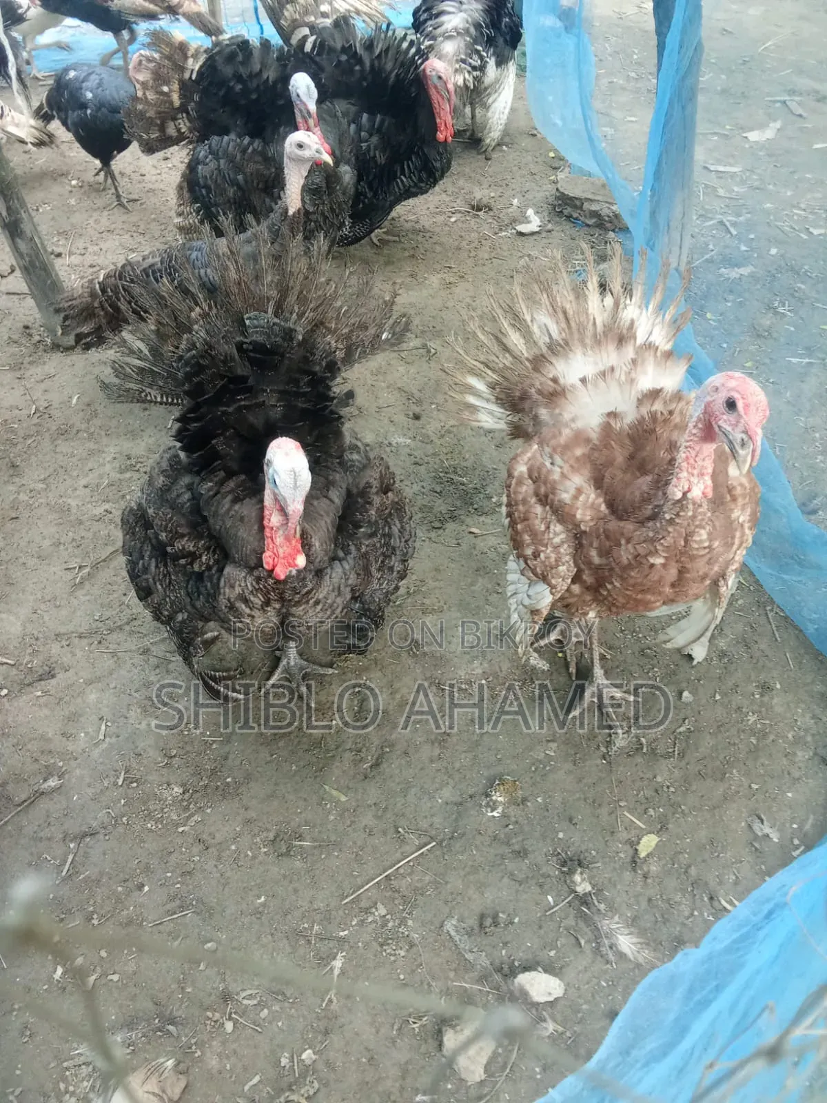 Good quality turkey chicken