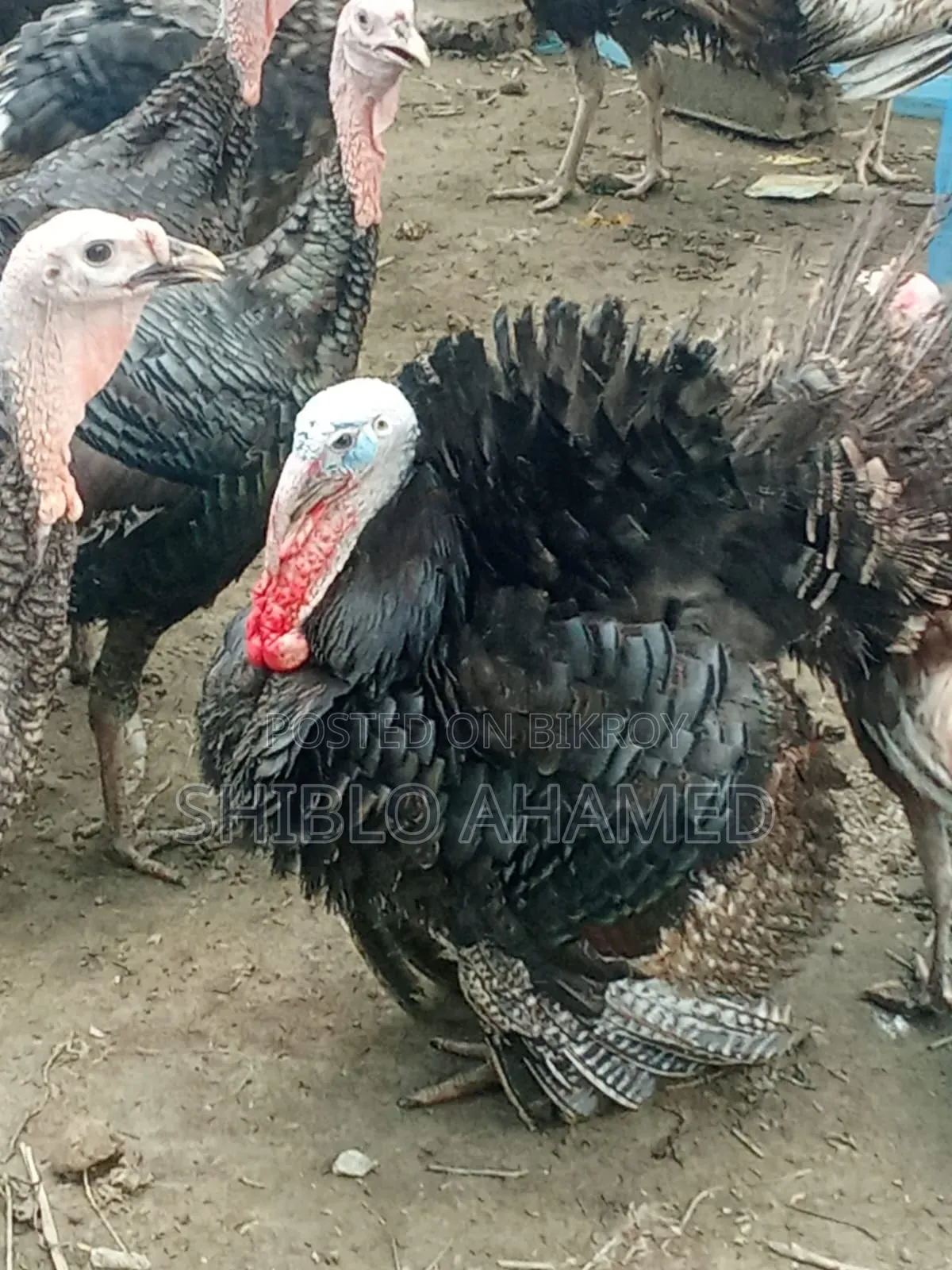 Good quality turkey chicken