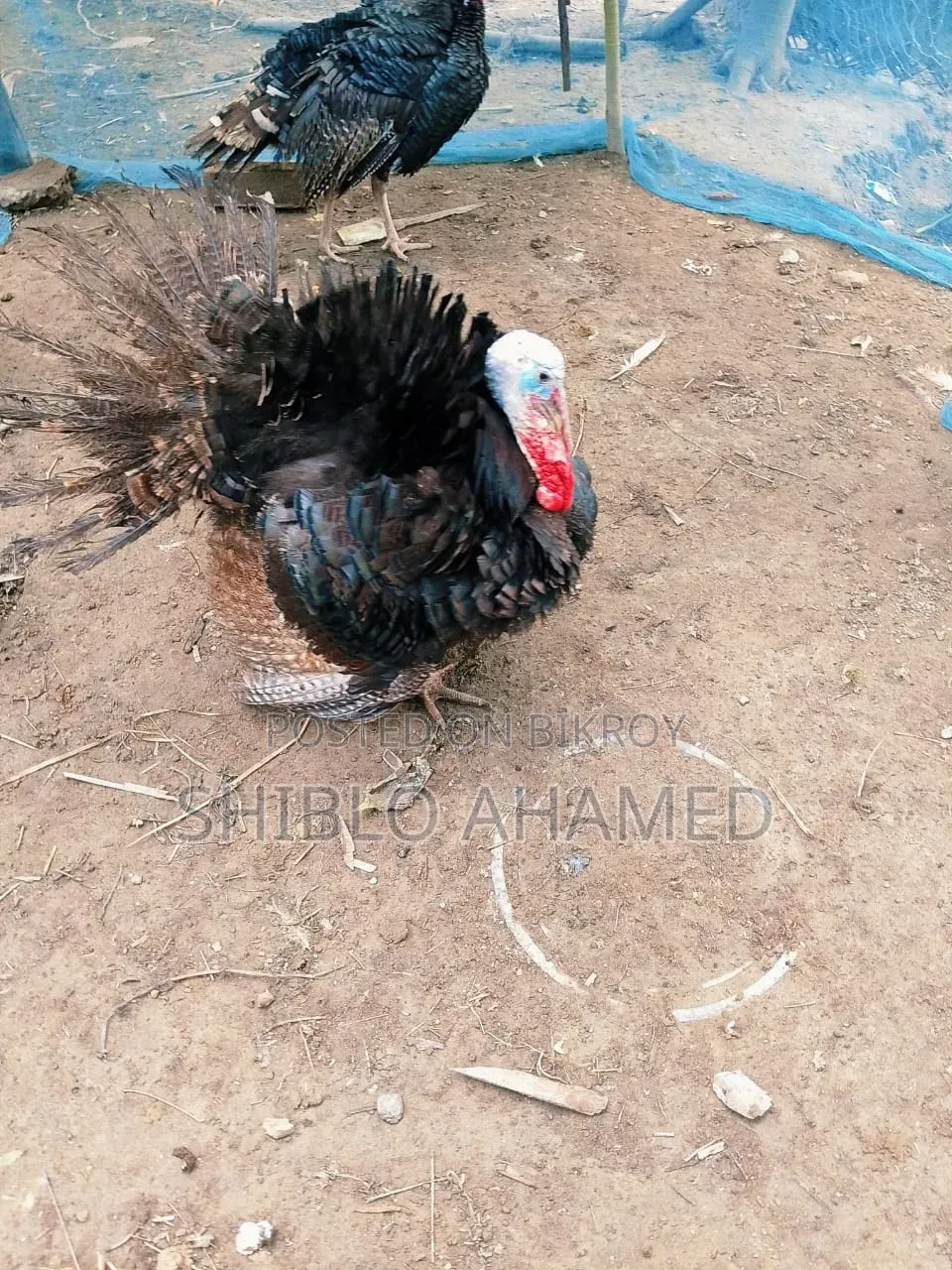Good quality turkey chicken