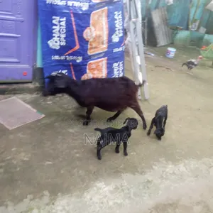 Mother Goat with Kid for Sale