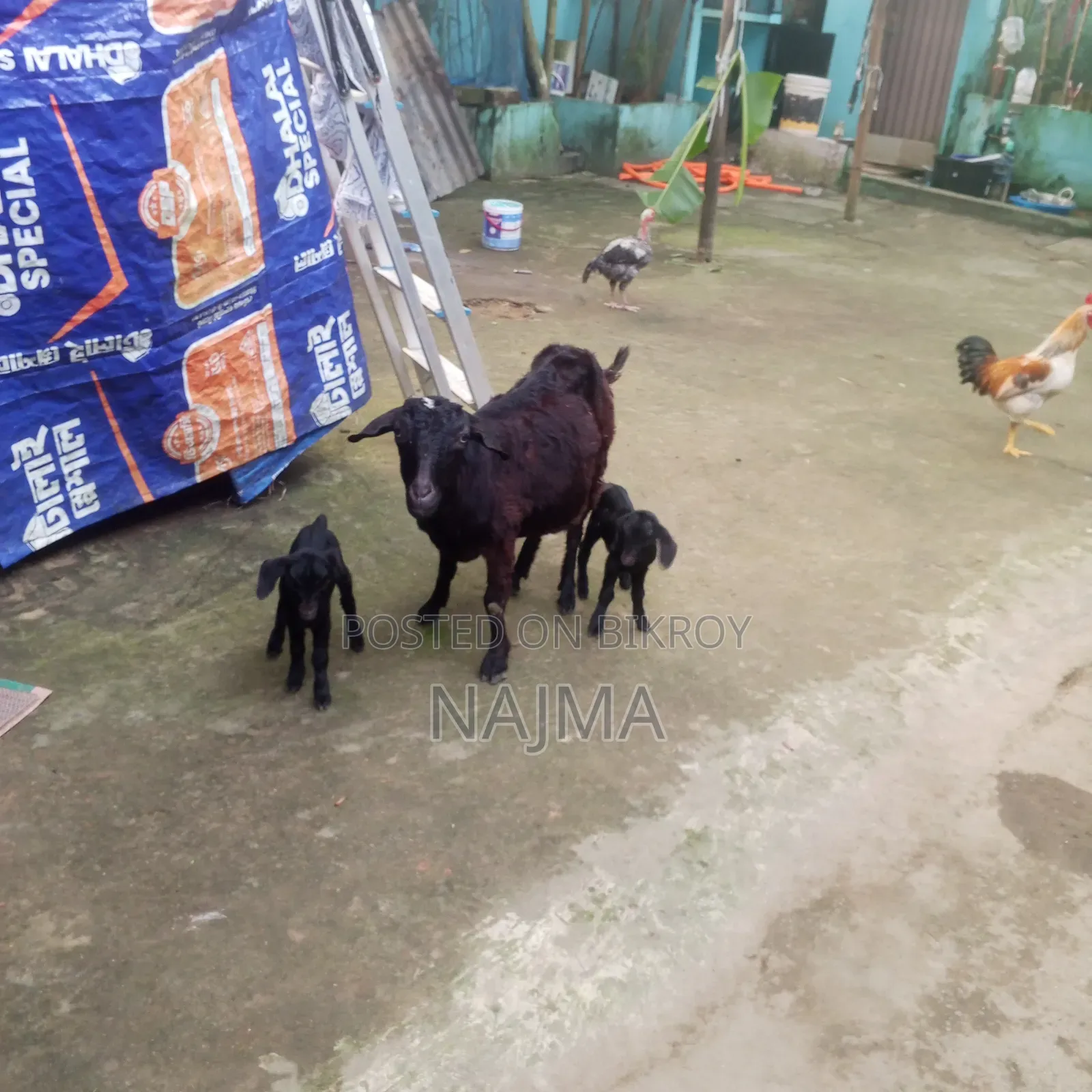 Mother Goat with Kid for Sale