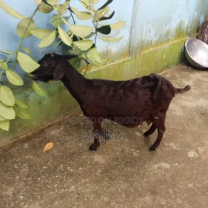 Mother Goat with Kid for Sale