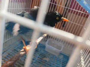 Pair of Magpie Robins