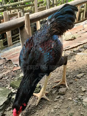 Sarali Rooster for Sale