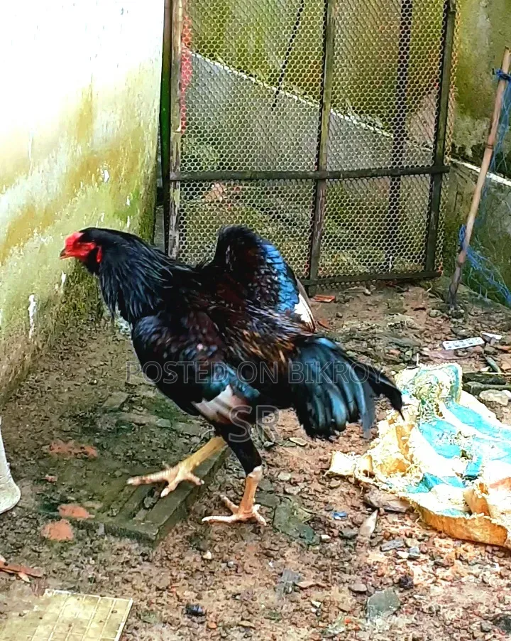 Sarali Rooster for Sale