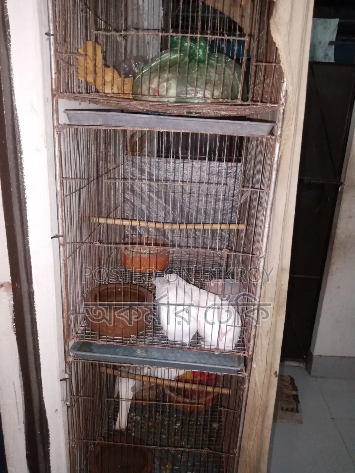 Bird Cage