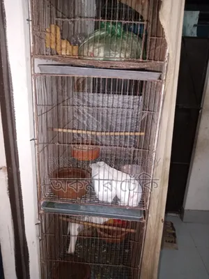 Bird Cage
