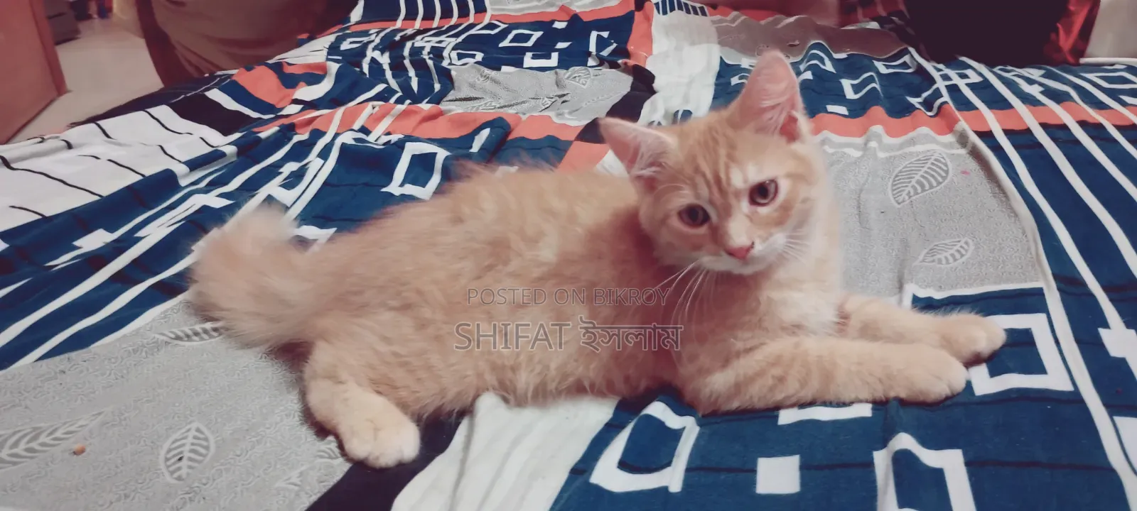 ১-৩ মাসের মহিলা খাঁটি পার্সিয়ান