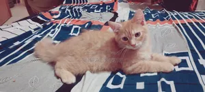 ১-৩ মাসের মহিলা খাঁটি পার্সিয়ান