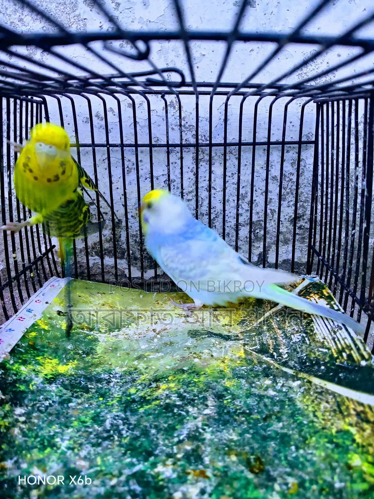 A pair of adult budgie birds for exchange.