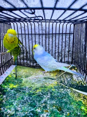 A pair of adult budgie birds for exchange.