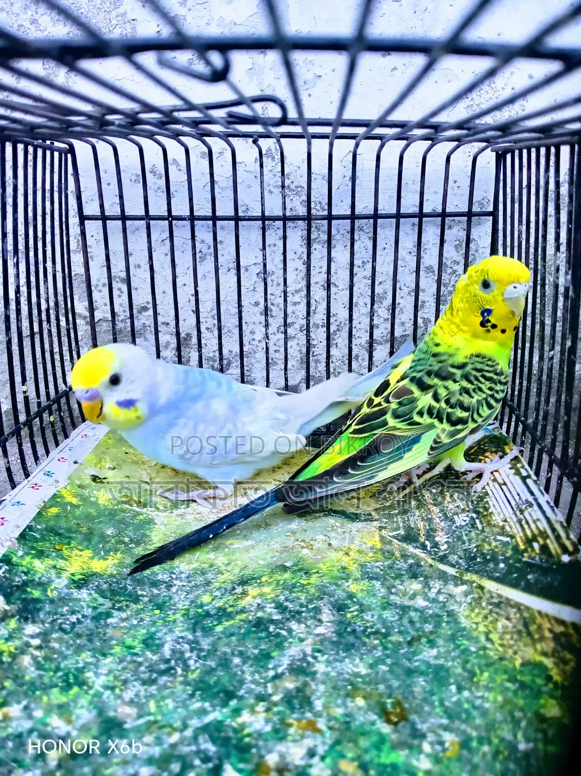 A pair of adult budgie birds for exchange.