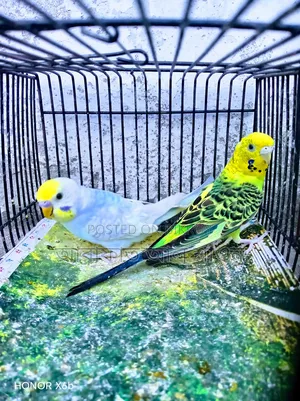 A pair of adult budgie birds for exchange.
