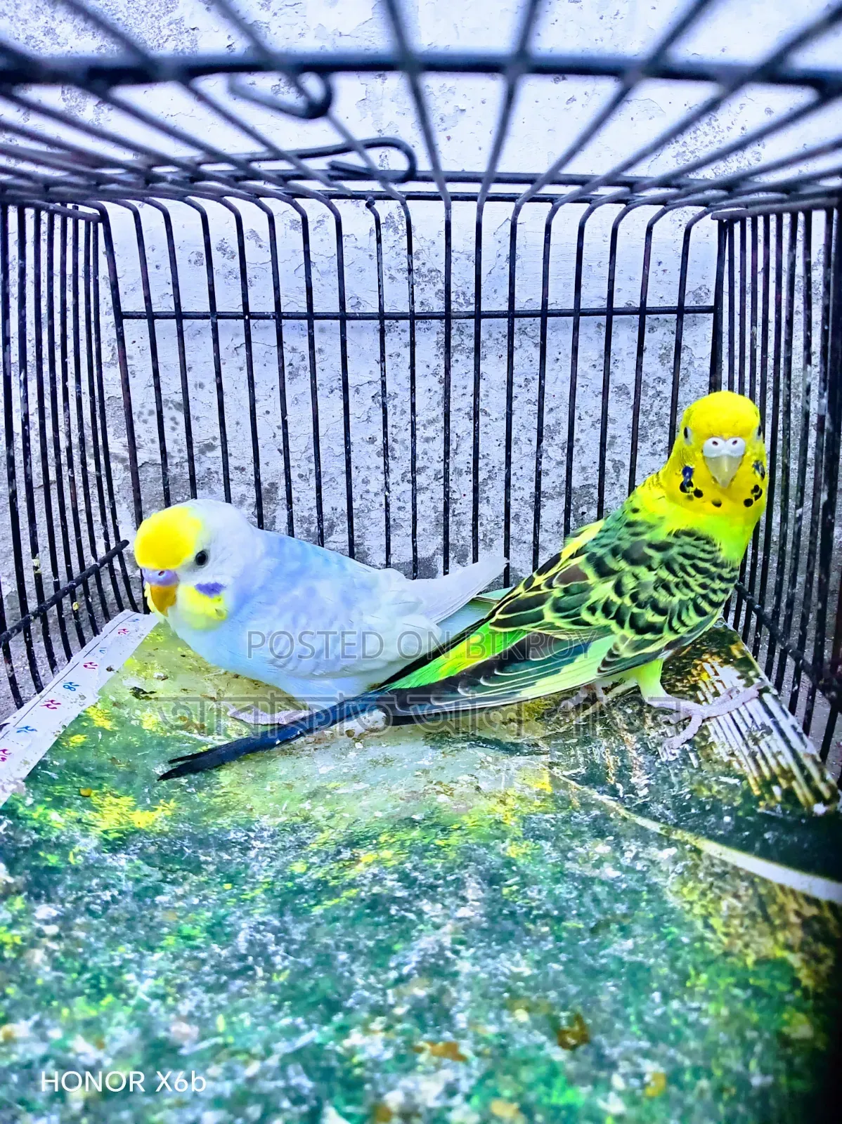 A pair of adult budgie birds for exchange.
