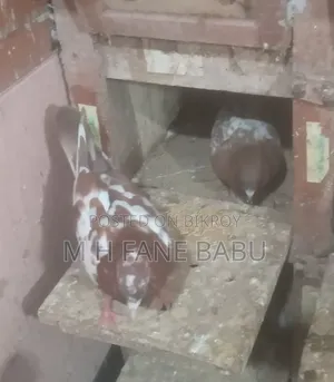 Dhaka Pigeon