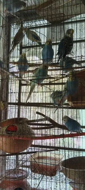 Budgerigar with Cage