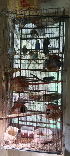 Budgerigar with Cage