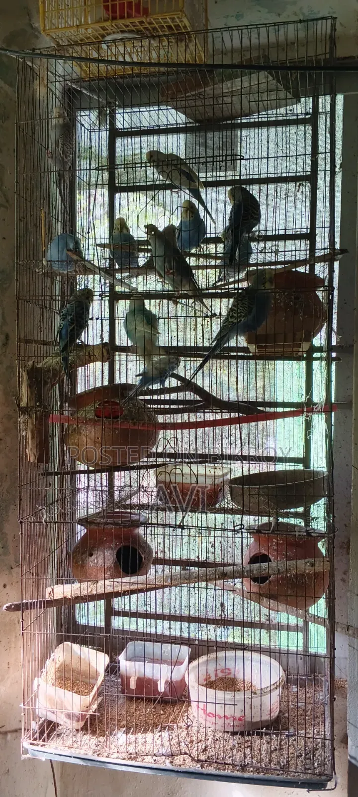 Budgerigar with Cage