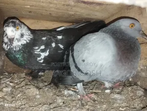 বাংলা কবুতর
