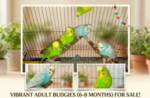 Healthy Adult Budgies