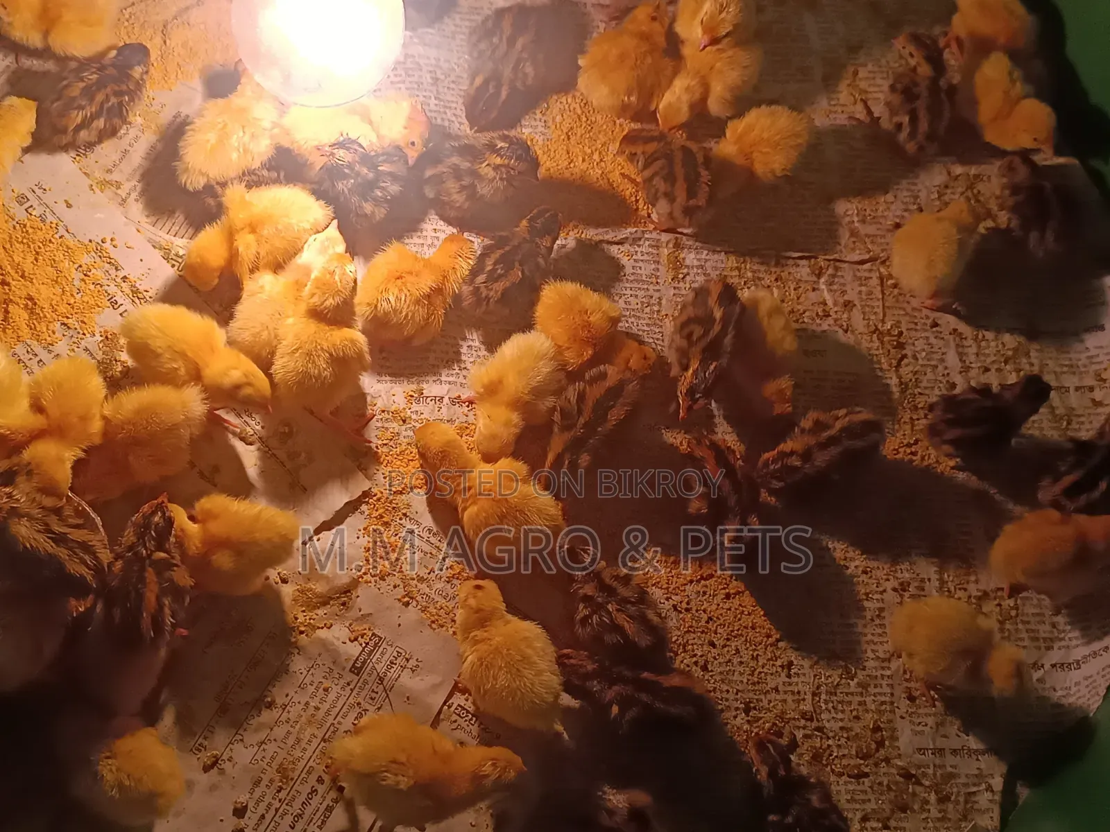 White Coturnix and Japanese Quail