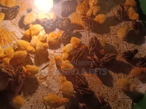 White Coturnix and Japanese Quail